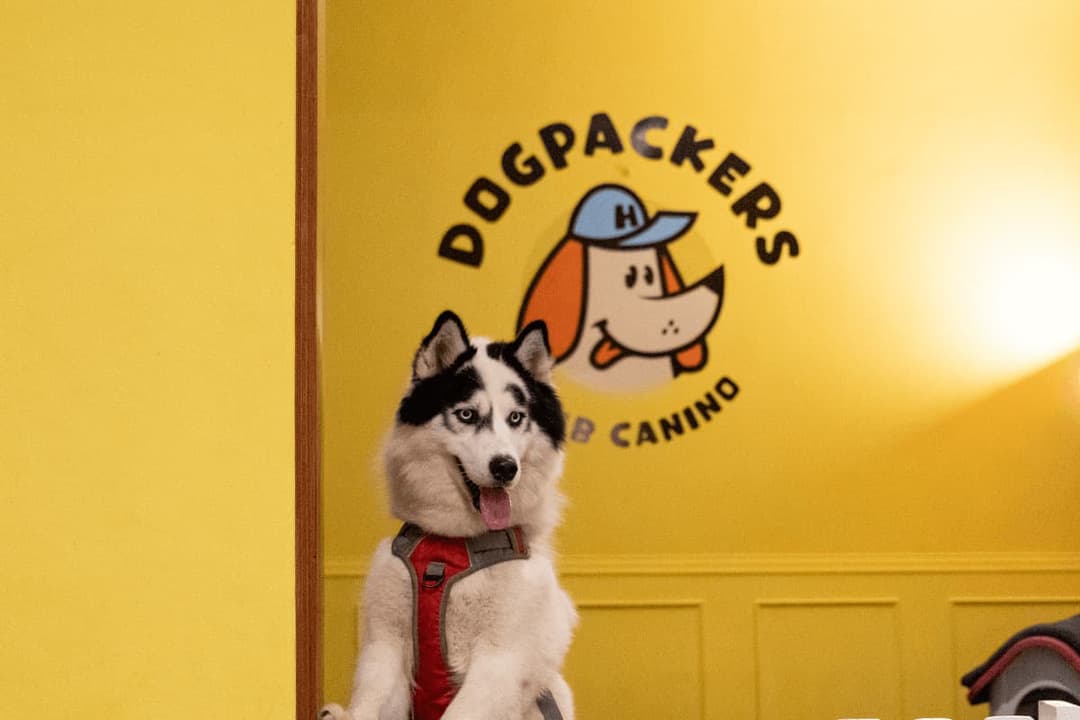Dog Packers