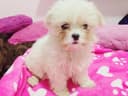 Maher