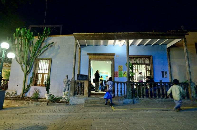 El Gato Tulipan